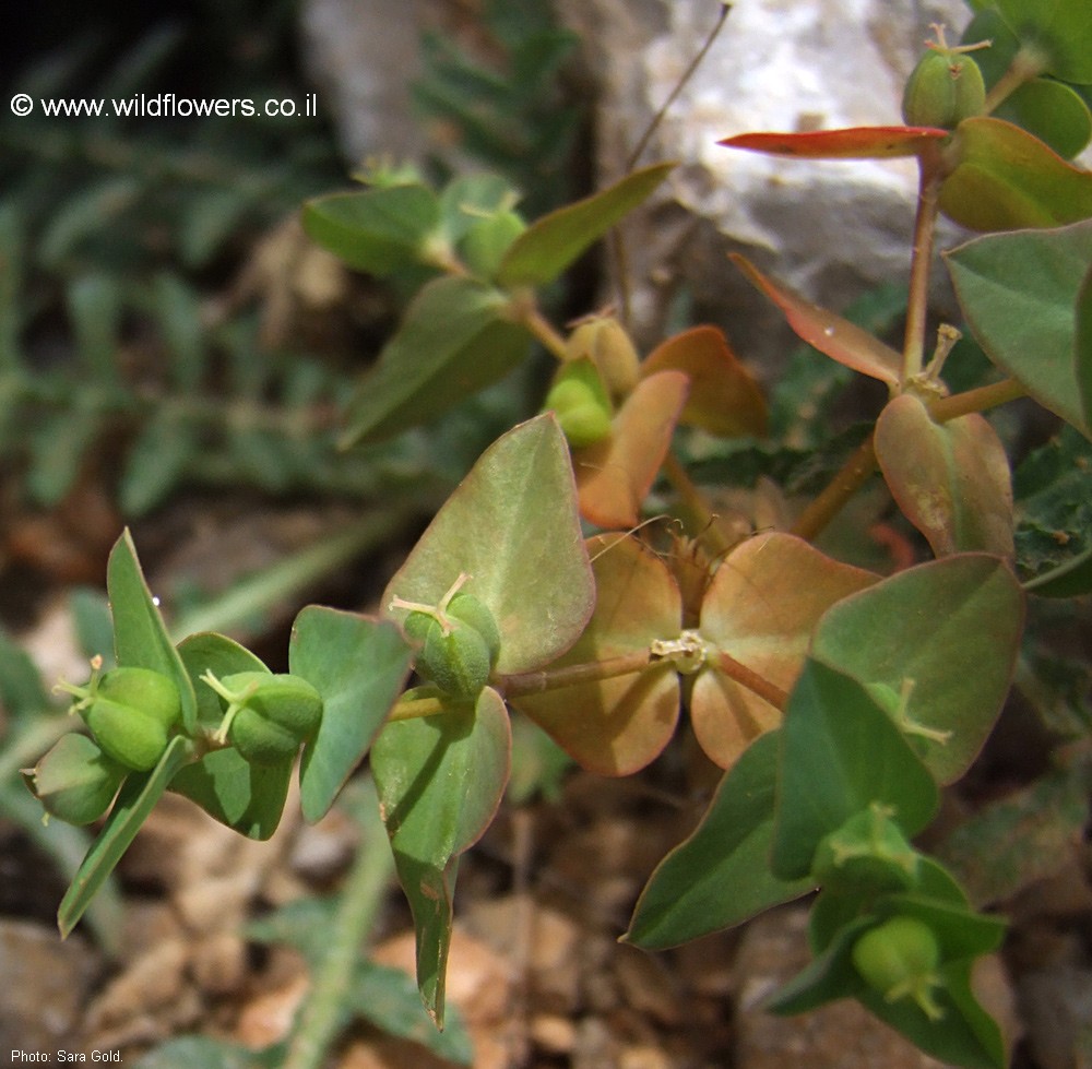 Euphorbia macroclada